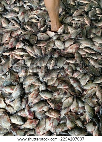 A collection of tilapia fish fresh from the ponds on the floor of the fish market