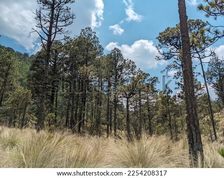 a landscape of a forest in mexico, trees, grass, blue sky