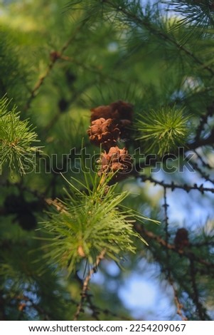 Detailed Christmas tree branches background. Detail of fresh spruce branch in forest.