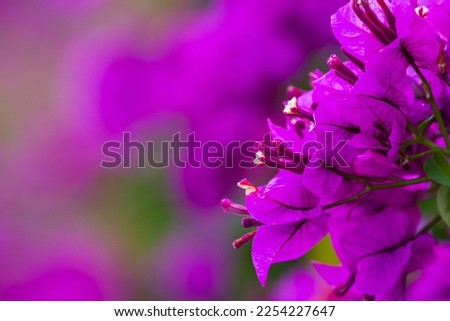 Purple blooming Bougainvillea tree flowers. Typical Mediterranian outdoor street exterior in summer