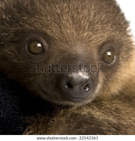 baby Two-toed sloth (4 months) - Choloepus didactylus in front of a white background