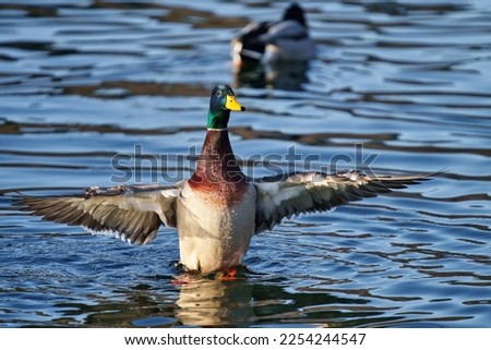 A Mallard Duck stretching out his wings in blue water