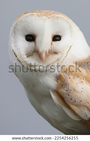 A portrait of a Barn Owl against a dull sky at dawn looking at the photographer
