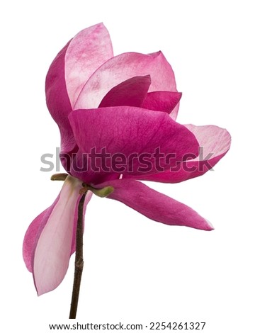 Purple magnolia flower, Magnolia felix isolated on white background, with clipping path                              