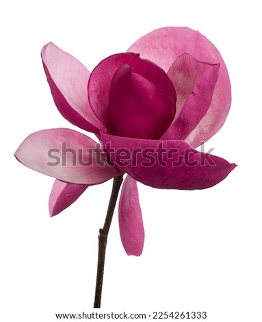 Purple magnolia flower, Magnolia felix isolated on white background, with clipping path                              