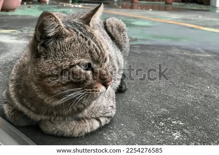 grey cat portrait with stripes laying on a ground, close-up, selective focus and Blur background