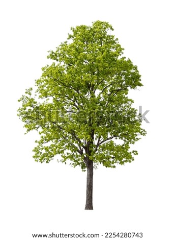 Isolated single tree greenery botanical Royalty-Free Stock Photo #2254280743
