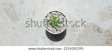 Banner made of marble with a round vase with a house flower. The succulent plant is decorated with small white stones. High quality photo