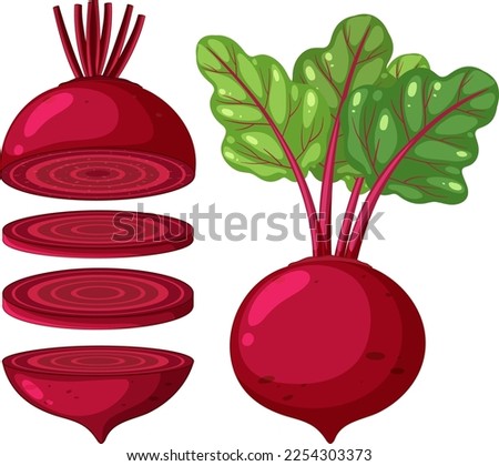 Beetroot in whole and sliced pieces illustration