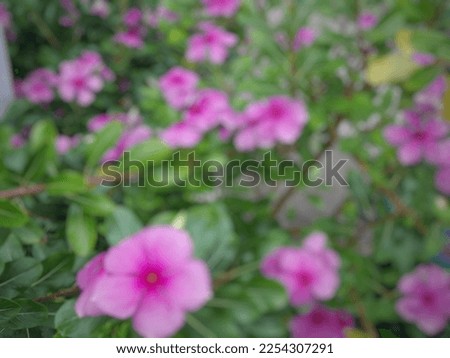 A blurred picture of pink flower
13