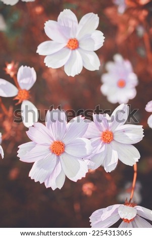 A picture of flowers in close-up