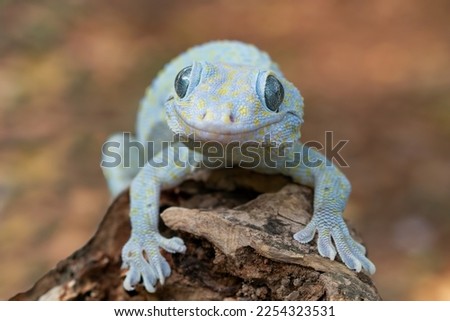 Tokay gecko albino closeup head, Closeup Tokay gecko on wood with natural background