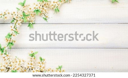 Sakura blossom flowers and may floral nature on wooden background. Branches of blossoming cherry against background. Copy space