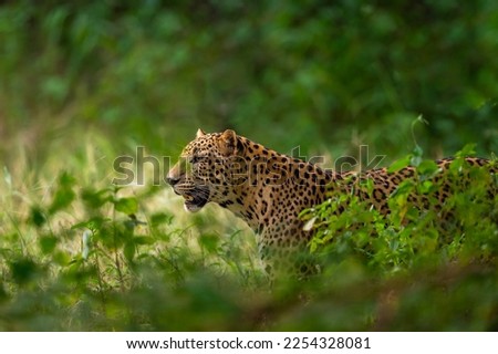 indian wild male leopard or panther or panthera pardus fusca face closeup in natural monsoon green during outdoor jungle safari at forest of central india asia