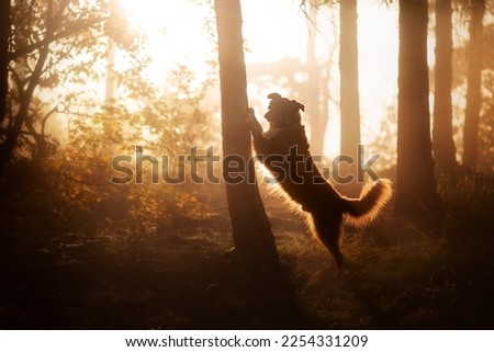 Autumn portrait of Australian shepherd