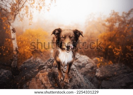 Autumn portrait of Australian shepherd