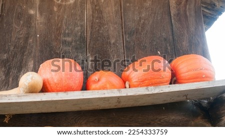Big pumpkins in wood barn