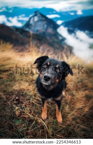 Australian Shepherd and landscape photo of Austrian Alps