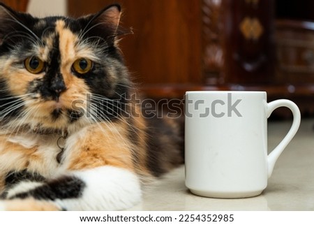 A white blank coffee mug with a brown kitten resting near it with the out of focus living room background, coffee mug mockup image