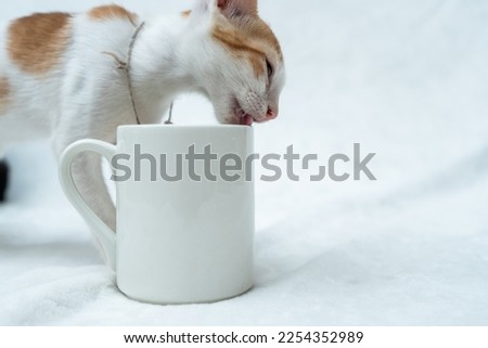 A white blank coffee mug with a kitten licking on the top side of the mug on the white background, coffee mug mockup image