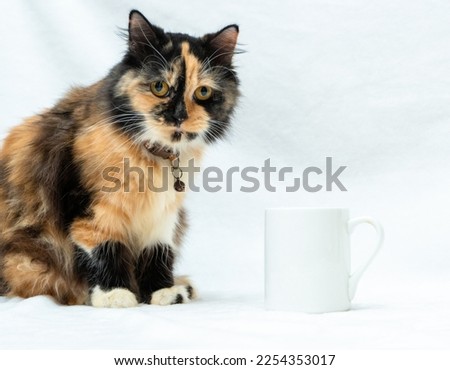 A coffee mug image with a cat doing a pose beside it on a white background, coffee mug mockup image