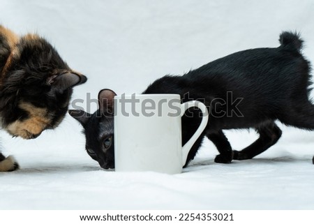 White blank coffee mug with a black kitten snuffing the mug and another cat looking at it coffee mug mockup image
