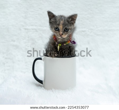 An enamel featuring a gray kitten looking while half of its body inside the mug on the white background, enamel mug mockup image