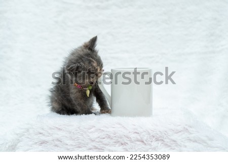 A white blank coffee mug featuring a gray kitten biting the handle of the mug on the white background, coffee mug mockup image