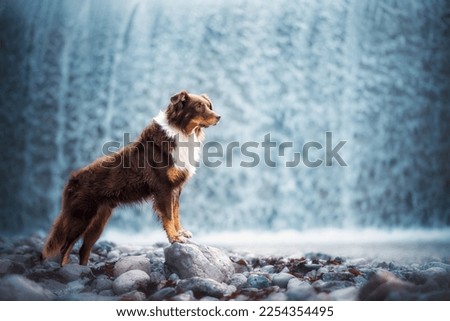 Australian Shepherd and waterfall in the background