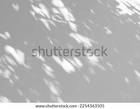 abstract shadow of the leaves on white wall background