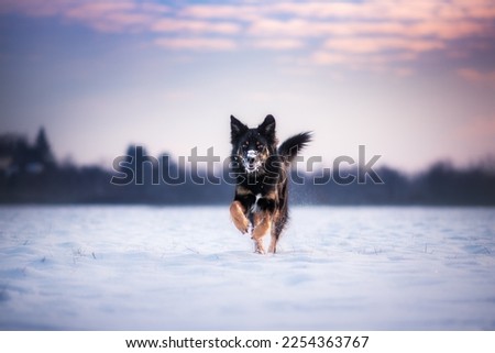 Australian Shepherd is playing in the snow