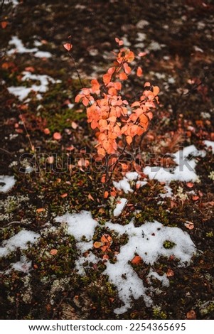 Cute little plants with snow in autumn Norway