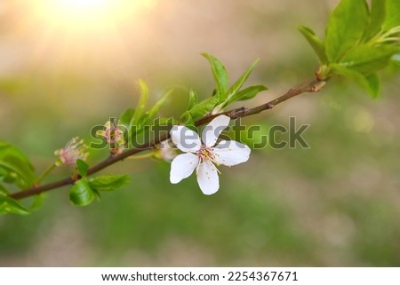 Cherry blossom. Spring flowers background. Cherry blooming tree. Selective focus.