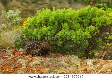 E is for Echidna - The spiny anteaters found in Australia. They along with the platypus are the only living mammals that lay eggs