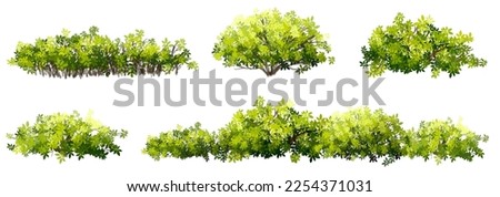 Vector watercolor of tree side view isolated on white background for landscape  and architecture drawing, elements for environment and garden, painting botanical for section and elevation  Royalty-Free Stock Photo #2254371031