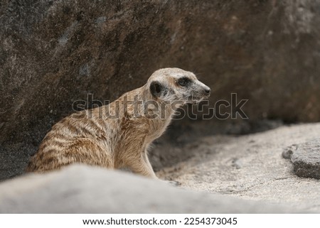 a meerkat hide at the rock
