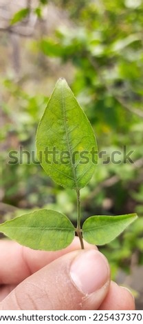 This photo is of Aegle marmelos leaf (bel patra). 
