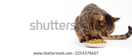 Cat eating food from a metal bowl on white background . Cute pets .Banner with space for text .