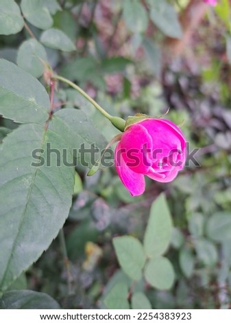 Roses have a pink color that is blooming in the garden looks bright and beautiful in the afternoon