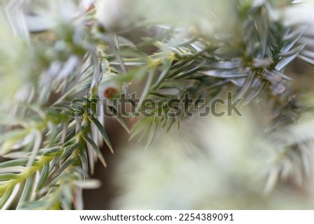 Green juniper branches with soft needles and round fruits. Structure macro photography


