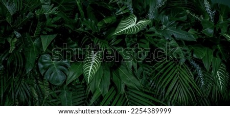 Group background of dark green tropical leaves ( monstera, palm, coconut leaf, fern, palm leaf,bananaleaf) Panorama background. concept of nature Royalty-Free Stock Photo #2254389999