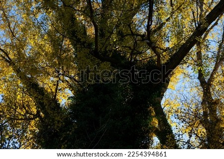 Low Angle View of Tree Background in Autumn. Tree Top Shot from Below
