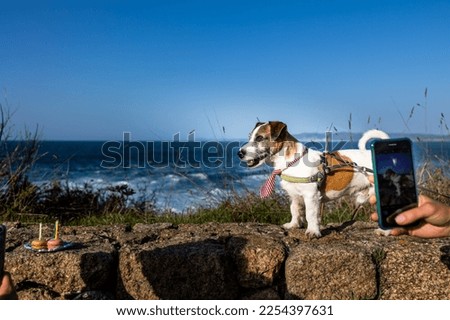 Jack Russell stands on a large rock against the backdrop of the ocean