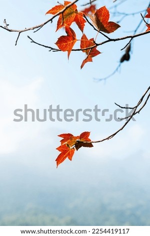 picture of maple leaves by the lake