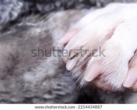 Dog claw split or broken. Close up of large dog paw with damaged nail or claw down to the quick. Concept for maintaining healthy dog claws, first aid on pets, and veterinarian visit. Selective focus. 