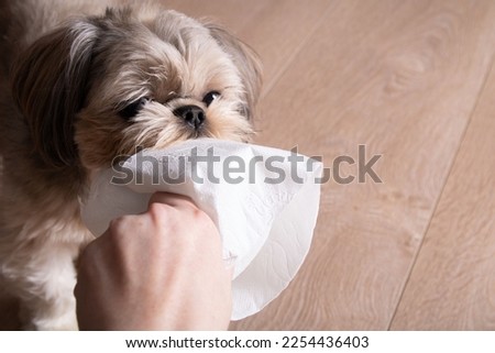 photo Shih Tzu dog is holding toilet paper in his teeth and a man is trying to pick it up at home