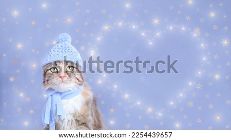Cat posing at camera. copy space.  
Postcard. Valentine's Day. Cute Cat in a blue hat and scarf on a blue background. Lovely Kitten dressed in a knitted hat. shiny Heart. Love concept. 