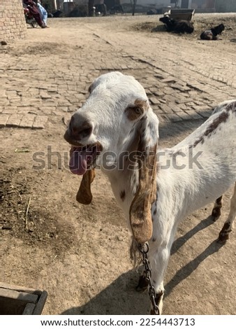 A Goat making a Funny face