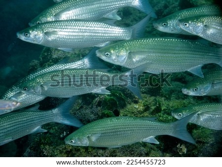 School of important commercial fish - gray mullet