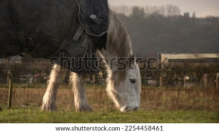Horse eats feed, White horse eats grass on wet grass at sunset